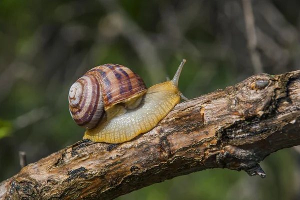 Schnecke auf dem Baum — Stockfoto