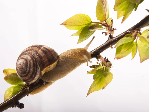 Schnecke auf dem Ast. — Stockfoto