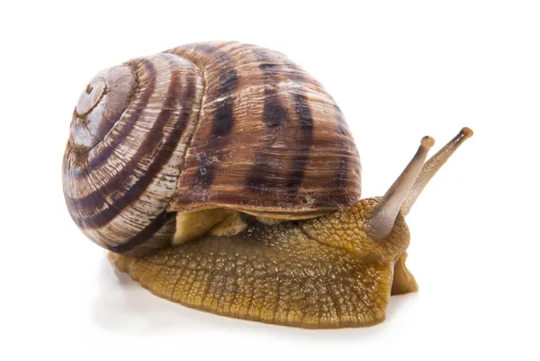 Schnecke. isoliert auf weißem Hintergrund. — Stockfoto