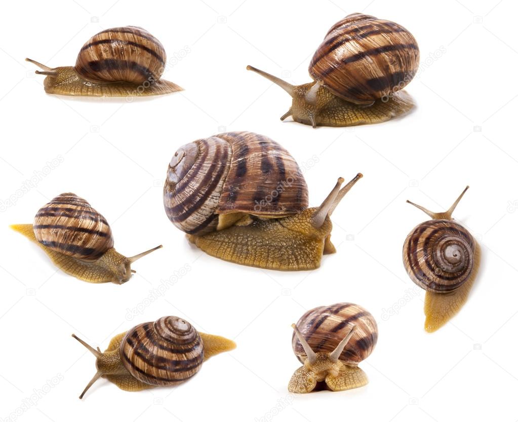 Many snails isolated