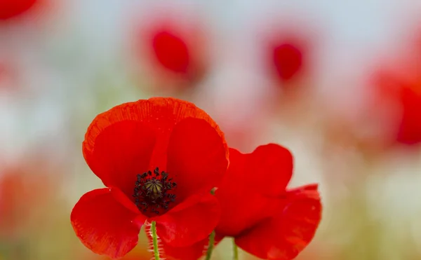 Single poppy isolated by shallow depth of field — Stock Photo, Image