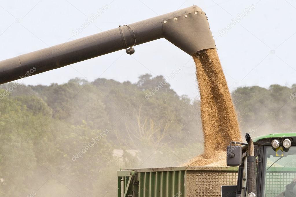 Combine harvester offloading grain