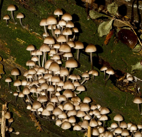 Taburetes saprófitos sobre madera podrida —  Fotos de Stock