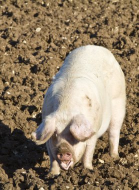 Happy adult female pig,sow rooting in mud clipart