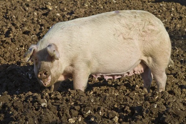 Heureux adulte femelle porc enracinement dans la boue — Photo