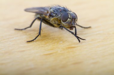 Ev sineği yakın çekim