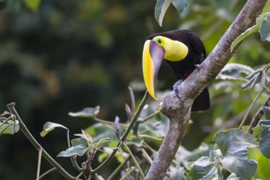Chestnut mandibled Toucan, Or Swainsons Toucan, ramphastos Ambiguus Swainsonii