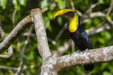 Chestnut mandibled Toucan, Or Swainsons Toucan, ramphastos Ambiguus Swainsonii)