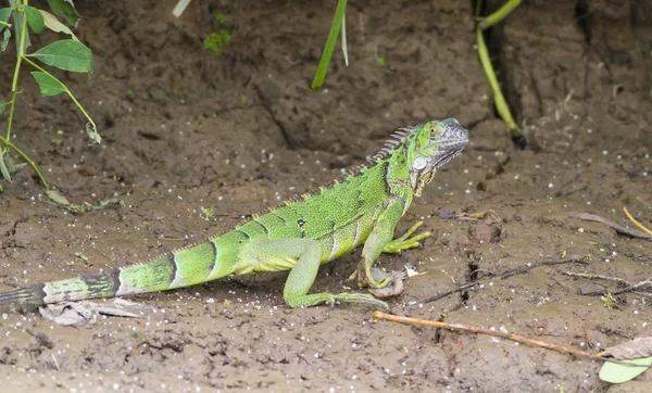 Juvenile Iguana, Коста-Рика — стоковое фото