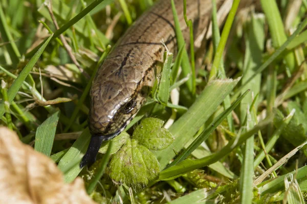 Dekat dengan cacing lambat (Anguis fragilis ) — Stok Foto