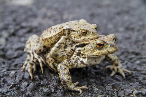 Mating Common or European Toads (Bufo bufo) — Stock Photo, Image