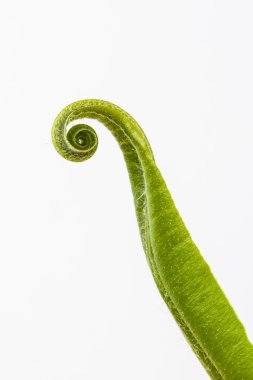 Hart 's Tongue Fern (Asplenium scolopendrium)
