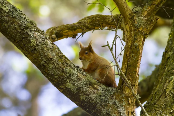 Wiewiórka czerwona (Sciurus vulgaris)) — Zdjęcie stockowe