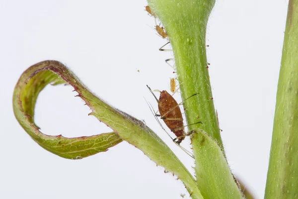 Red aphids of the family Aphidoidea on a rose — Stock Photo, Image