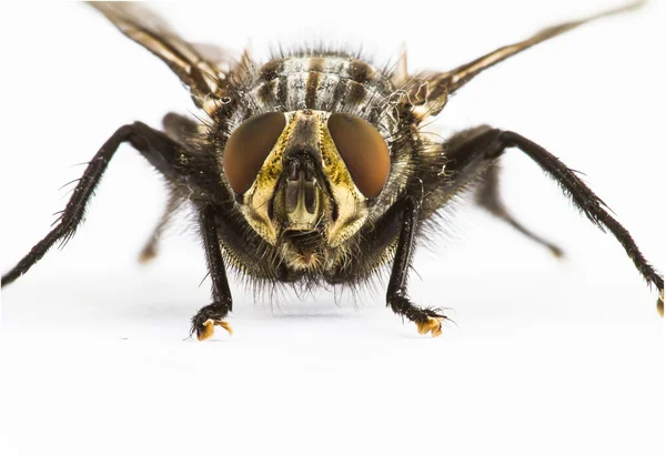 Close up of Fly facing camera — Stock Photo, Image
