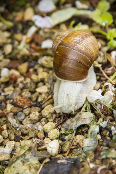 Roman, Burgundian or Edible Snail (Helix pomatia) — Stock Photo, Image