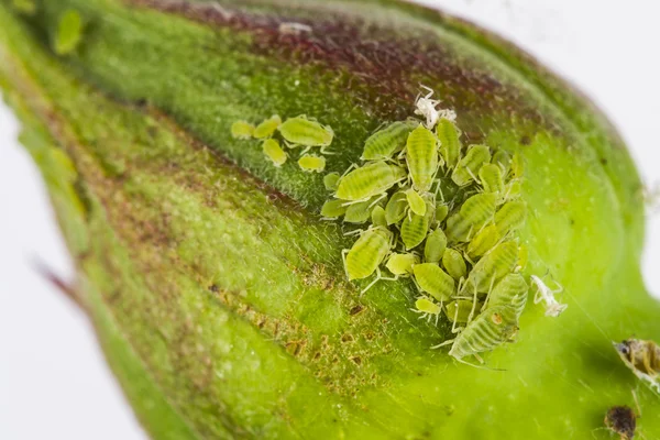 Aglomerado de mosca verde em um botão de rosa — Fotografia de Stock