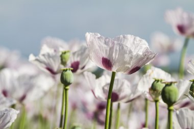 haşhaş, gelincik, somniferum