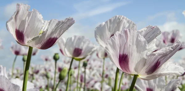 Ópium-mák, Papaver somniferum — Stock Fotó