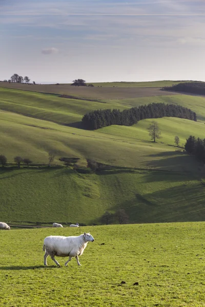 Ovce na svahu, shropshire, Velká Británie — Stock fotografie