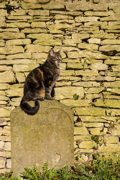 Katze saß auf Grabstein — Stockfoto