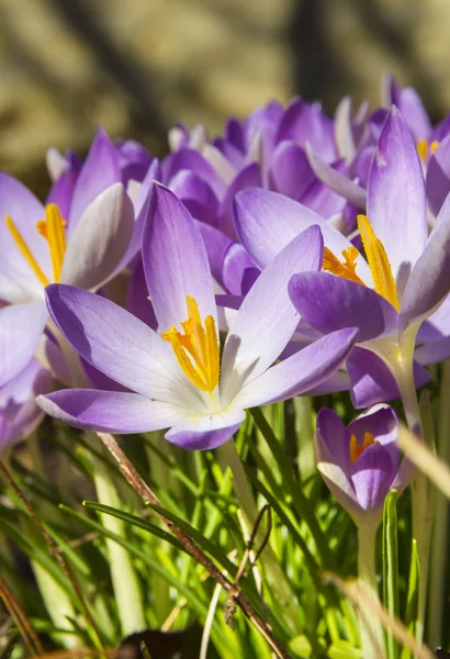 Wiosna fioletowe krokusy makro — Zdjęcie stockowe