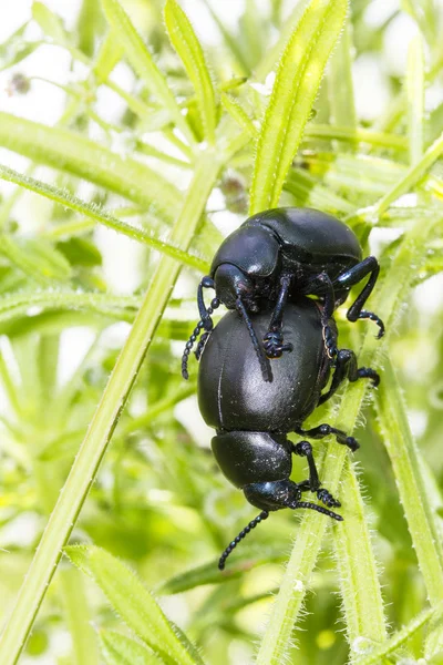Two Bloody Nosed Beetles (Timarcha tenebricosa) — Stock Photo, Image