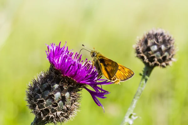 Borboleta grande Skipper (Ochlodes sylvanus ) — Fotografia de Stock