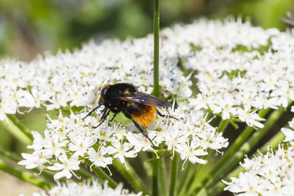 Red-Tail-Bumble-Bee. (Bombus lapidarius ) — Fotografia de Stock