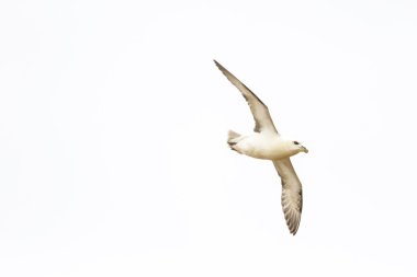 Kuzey Fulmar (fulmarus glacialis)