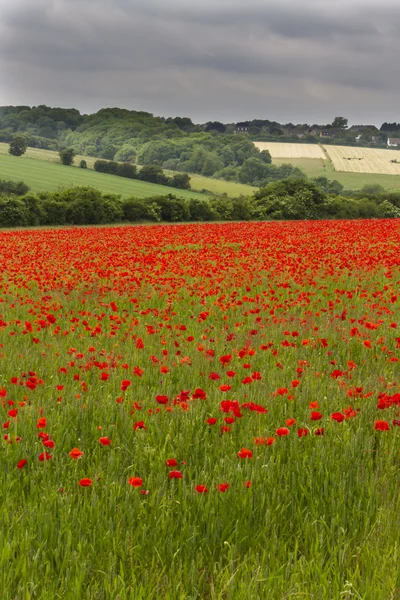 Field of red poppies (Papaver rhoeas) — Stock Photo, Image