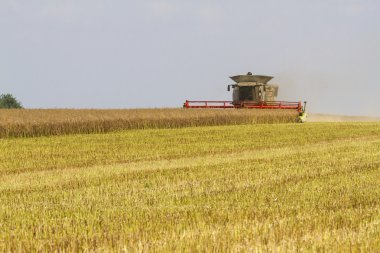 yağ tohum tecavüz hasat hasat birleştirmek
