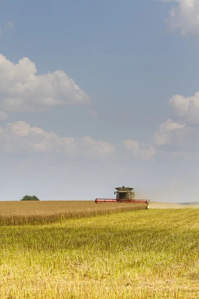 Combineren harvester oogsten van koolzaad — Stockfoto