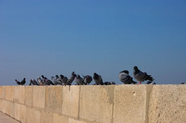 鳩 — ストック写真