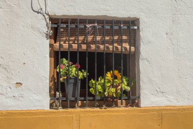 Izgara ve kepenkli bir pencere ve sardunyalı ve ayçiçekli iki saksı.