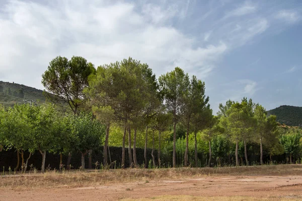 Rij Bomen Naast Een Landweg — Stockfoto