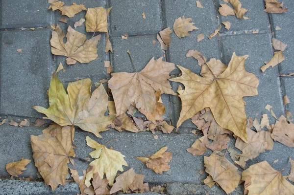 Pozadí Asfaltovým Chodníkem Suchým Listím Podzim — Stock fotografie