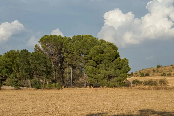 Landschap Met Een Weiland Met Droog Gras Een Aantal Pijnbomen — Stockfoto