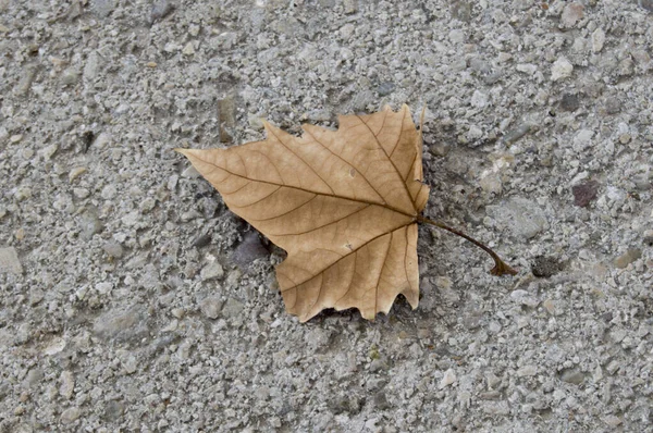 在沥青路面背景上隔绝的干的伦敦平面树叶 — 图库照片