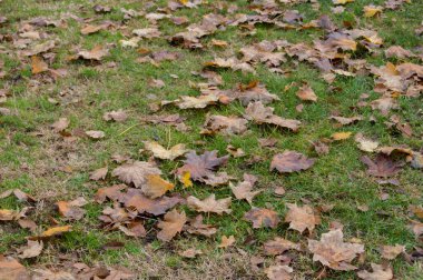 Sonbaharda çimlerin üzerinde platanus asifolia ağacının kuru yaprakları