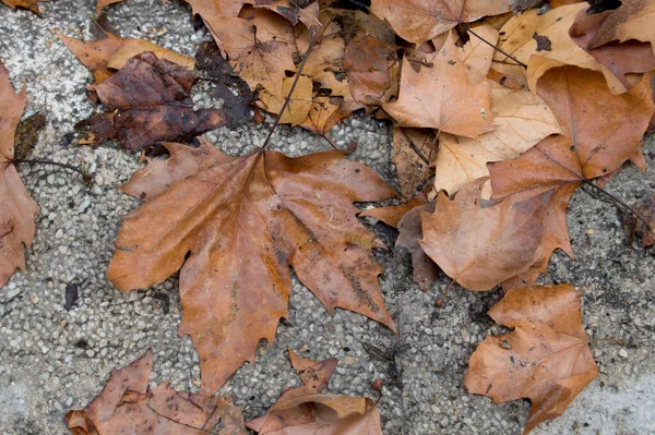Fundo Com Calçada Asfalto Com Folhas Secas Outono — Fotografia de Stock