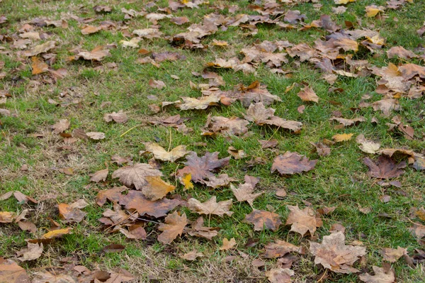 가을에 플라타너스 아카리 폴리아 나무의 — 스톡 사진