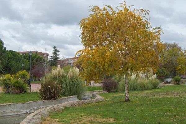 去年秋天 在马德里的一个公园里 在一条运河旁边的一棵黄叶树 — 图库照片