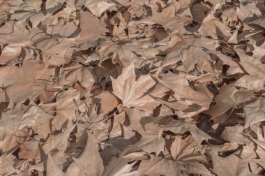 background with dry brown leaves