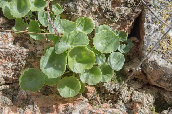 Green Colored Pennywort Plant Sticking Out Rock Wall — Stock Photo, Image