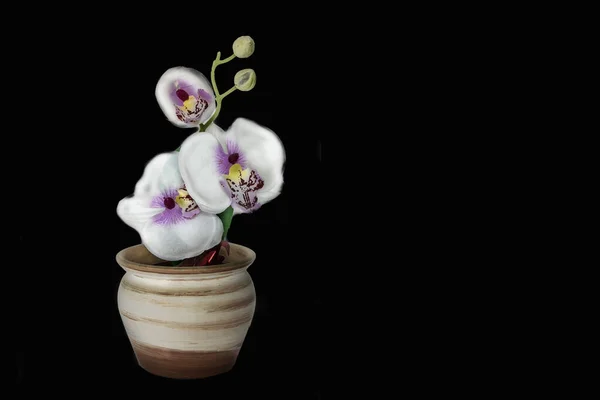 Pequeno Vaso Flores Com Uma Orquídea Artificial Isolado Fundo Preto — Fotografia de Stock