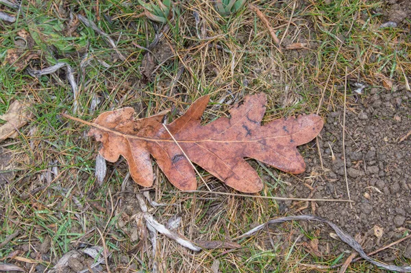 土の床の上に落ちたオークの葉 — ストック写真