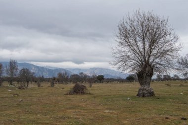 Ahalzarzal 'ın arka planında çıplak ağaç ve dağlar olan bir çayır. Madrid mi? İspanya