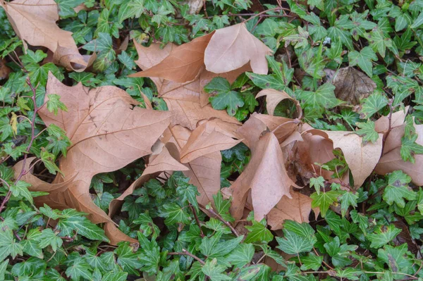Torra Blad Platanus Acerifolia Träd Gräs Bakgrund Hösten — Stockfoto
