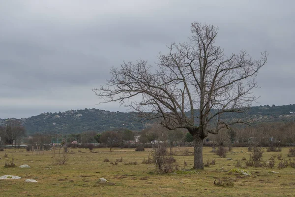 Prado Hierba Verde Con Árboles Una Mañana Invierno Moralzarzal Madrid —  Fotos de Stock